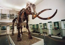 Mammutskelett im Spengler-Museum