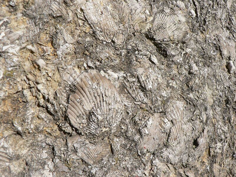 Fossilien im Muschelkalkmauerwerk von Schloss Hessen © Dr. Klaus George