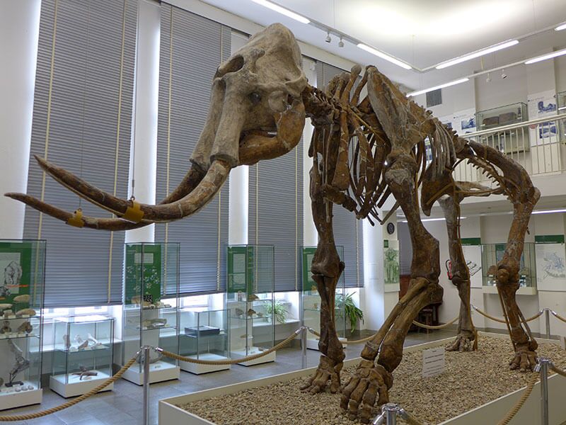 Mammutskelett im Spengler-Museum © Dr. Klaus George