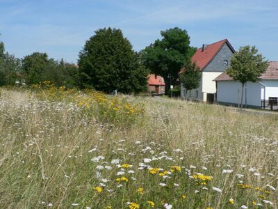 Wildblumenwiese an der Grenze zwischen den Ortsteilen Abberode und Tilkerode © Dr. Klaus George