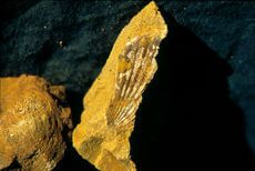 Fossile Muschel vom Salzberg