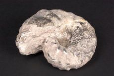 Ammonit Ceratites sp.